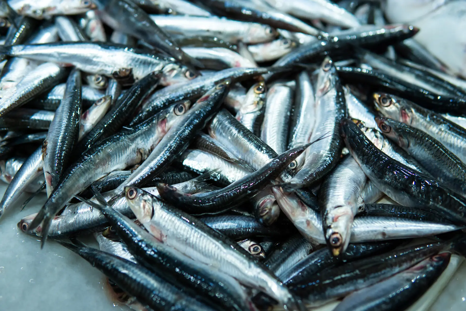 Fresh silver fish arranged on ice
